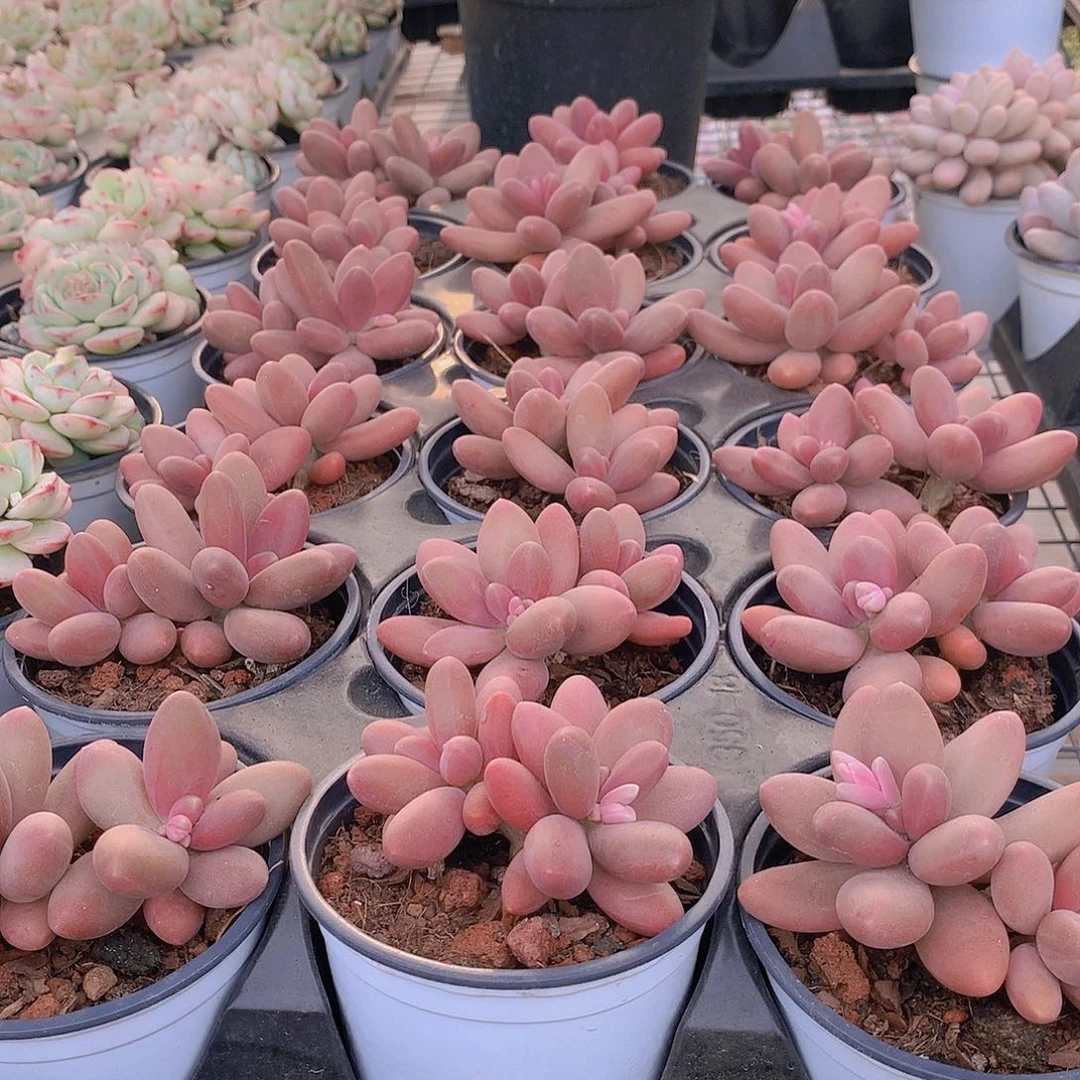 糖果美人485885988688888