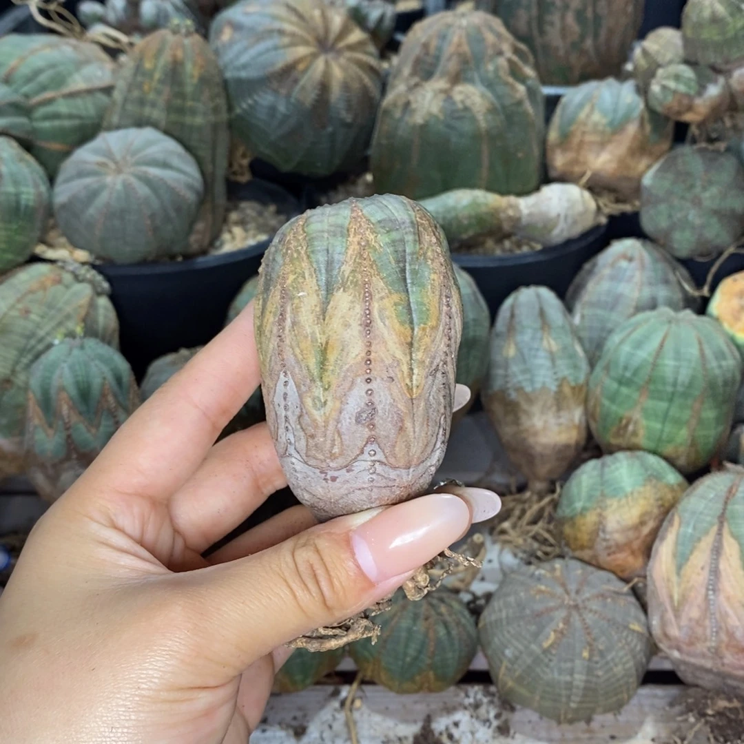 欧系实生布纹球一物一拍