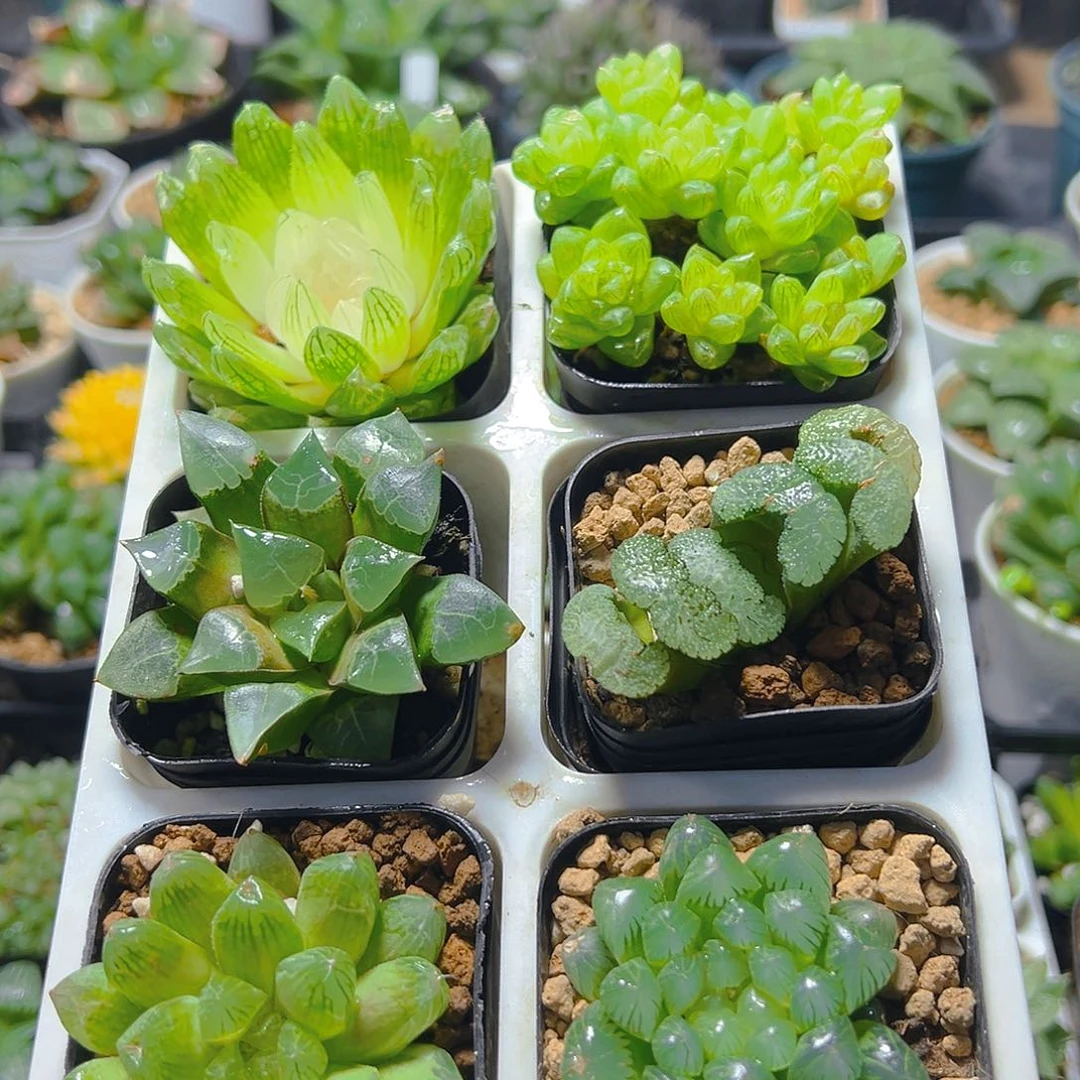 六盆玉露套餐多肉（不带托架）