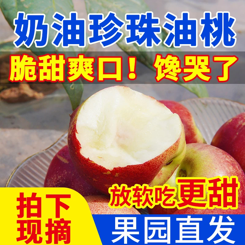 【千亩油桃基地】山西新鲜油桃采摘原产地直发脆甜多汁露天自然成熟