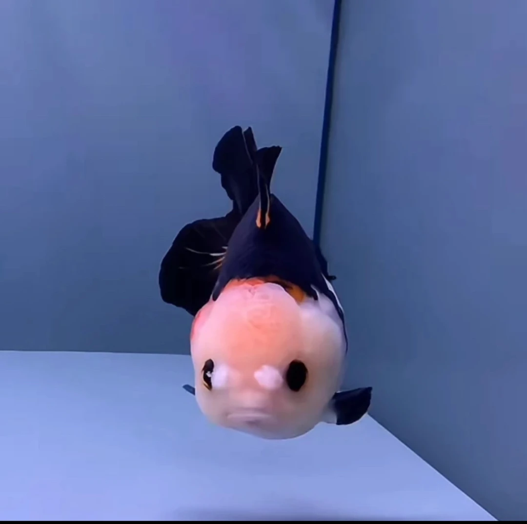 泰狮玛丽金鱼冷水观赏鱼苗活体好养耐活