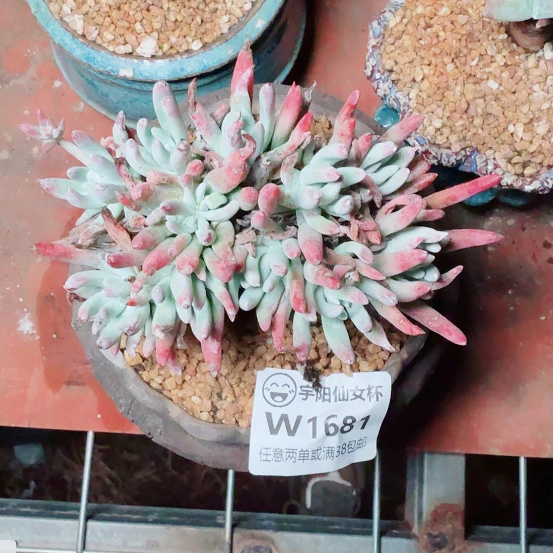 1681雪花仙女杯多肉