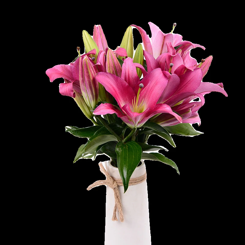 四季开花百合花绿植花苗土培盆栽香水室内外花卉浓香型带芽种球