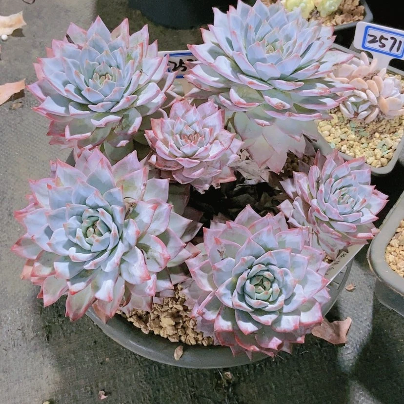 【闪购商品】桃*2574寄养