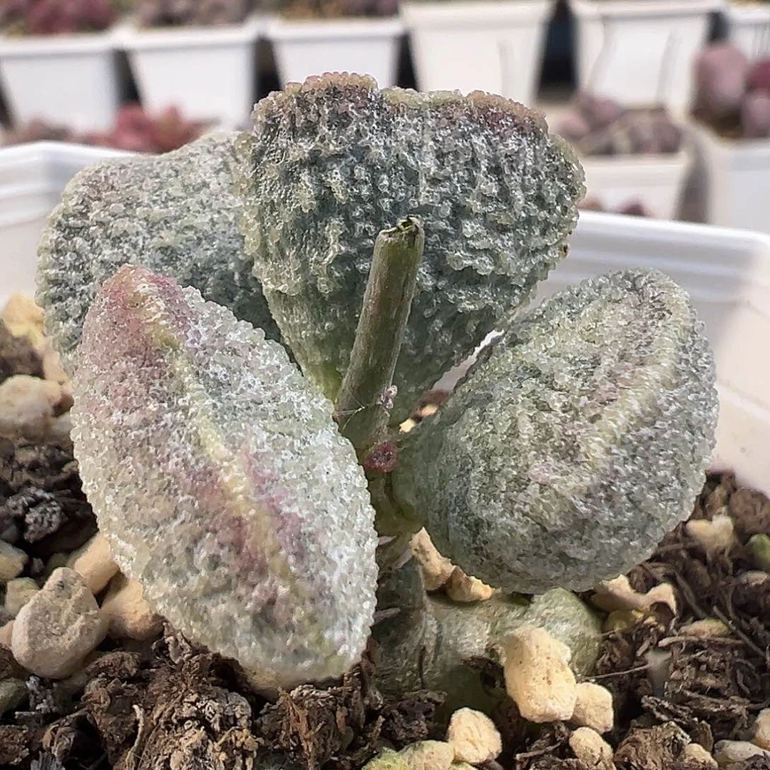 冰晶颗粒款实生新品纯木质老桩