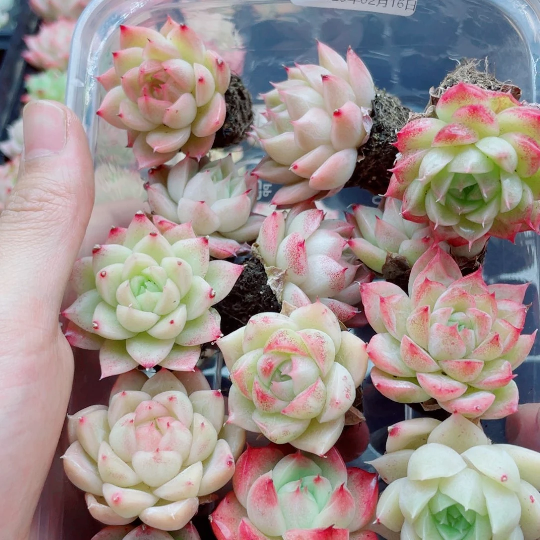 涂本体上去啦吧014