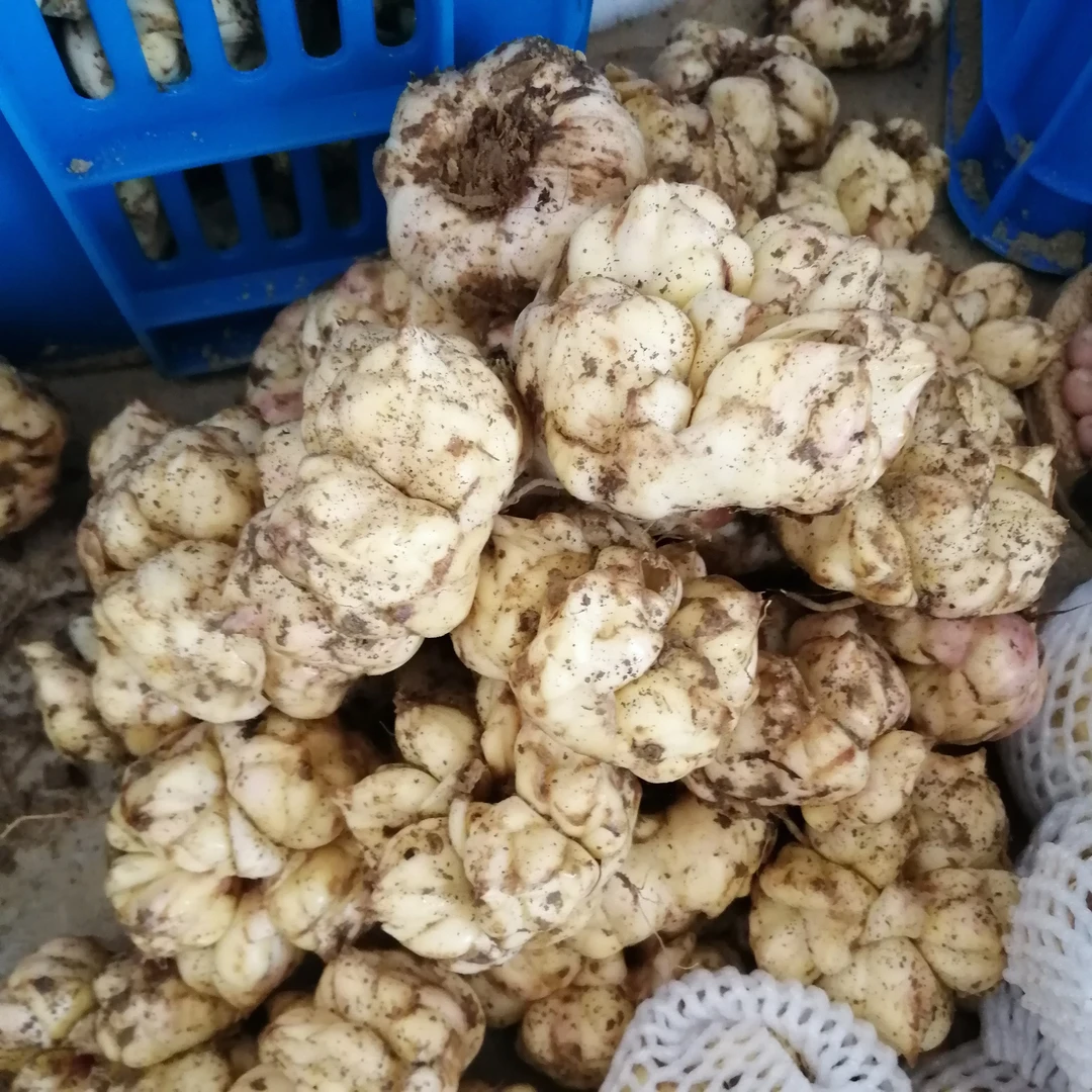 新鲜上市恩施百合现挖现发食用的农产品包邮