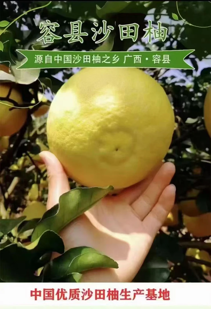 正宗广西容县沙田柚新鲜应季水果现摘 汁水多味香