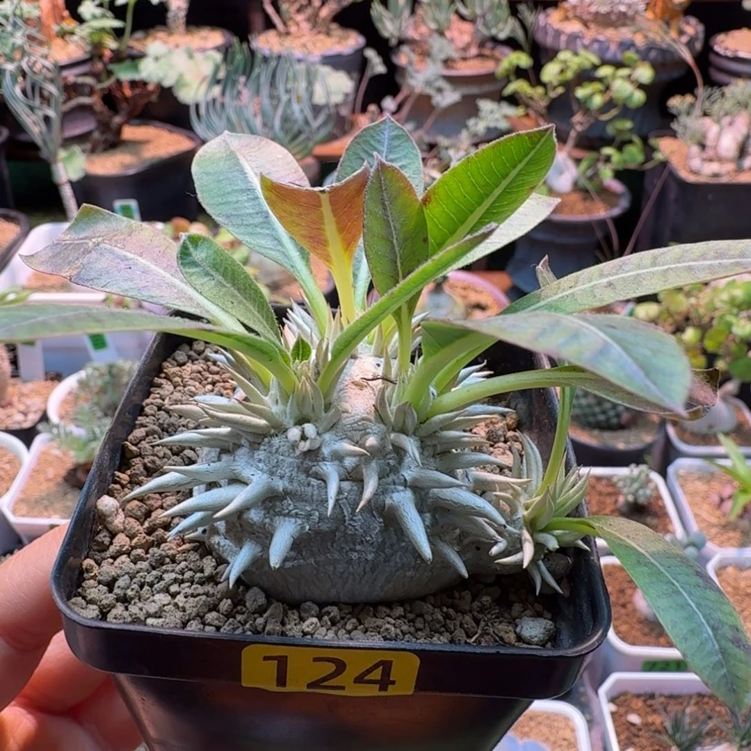 慧比大黑124 仙人球