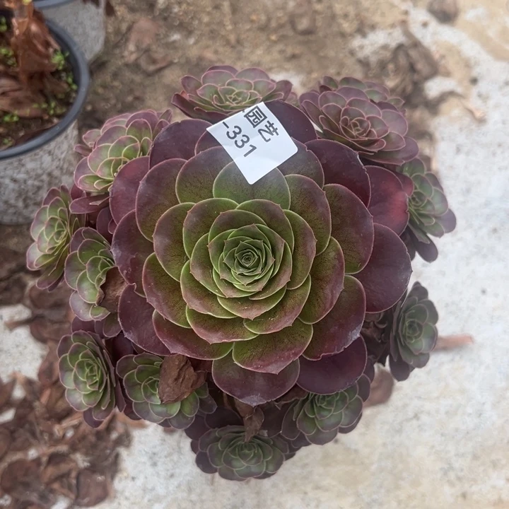 魅金玫瑰手捧多肉植物331