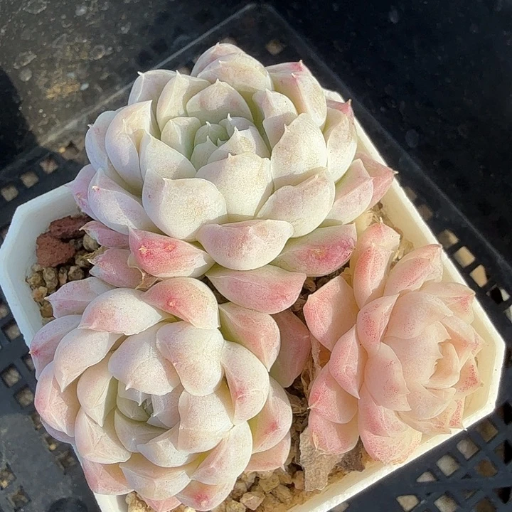 0120-88 女王优选