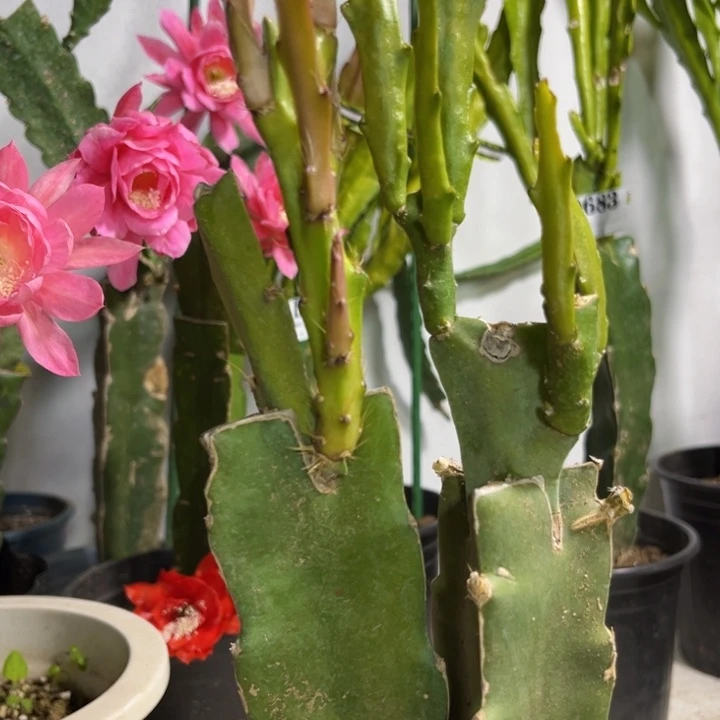 当前无花栽培后可以开花690