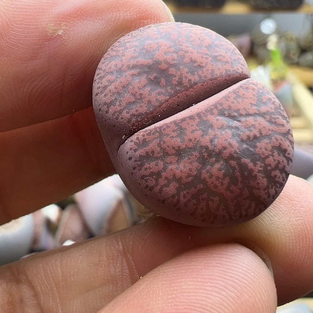 1121纯岛田福利清11111111