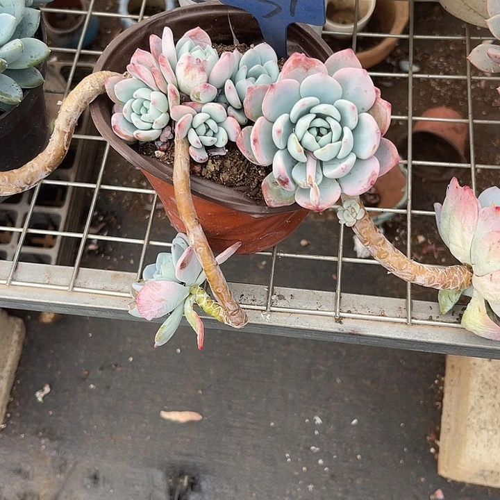 两单包邮，一物一拍51冷香