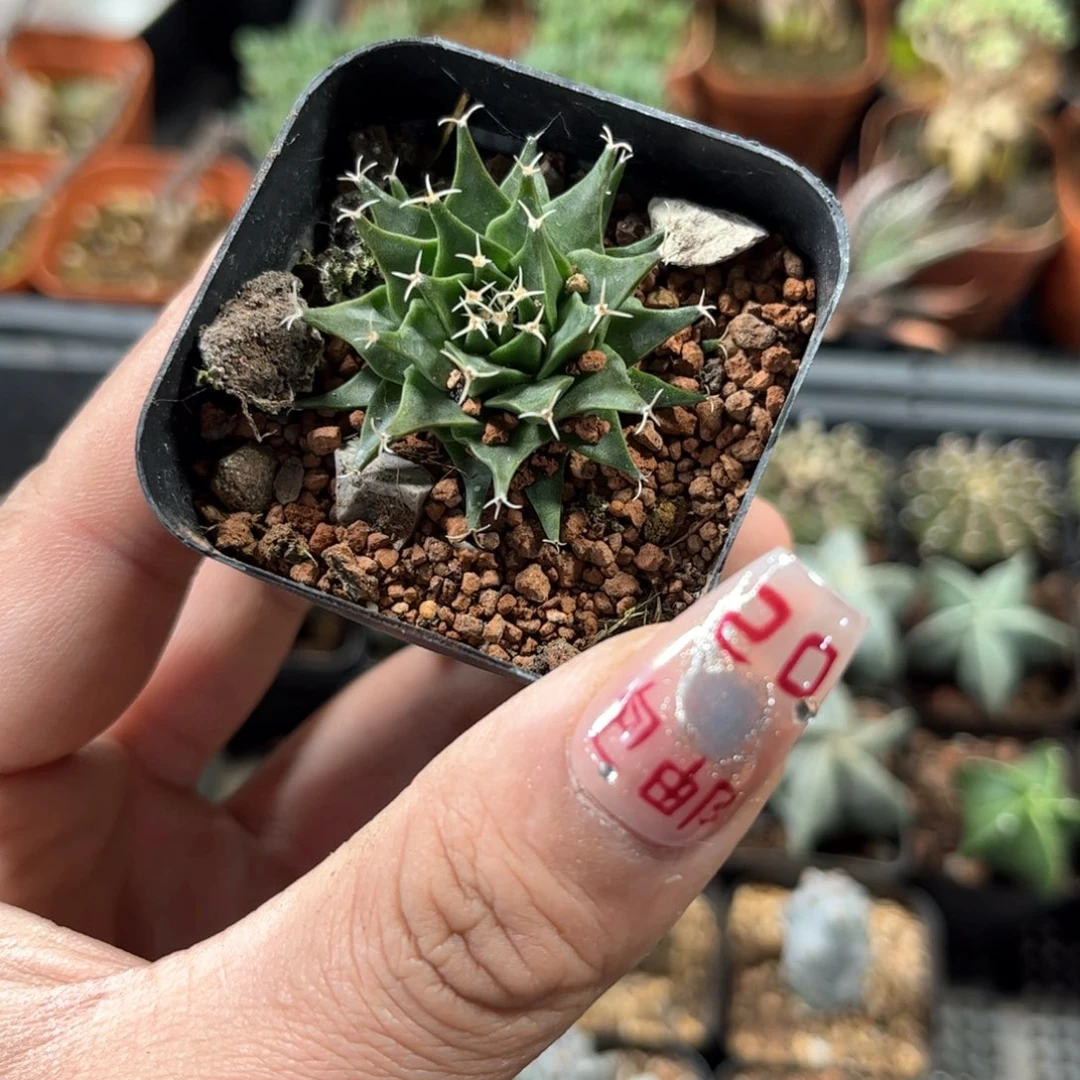 单头帝冠单头发货有根发货