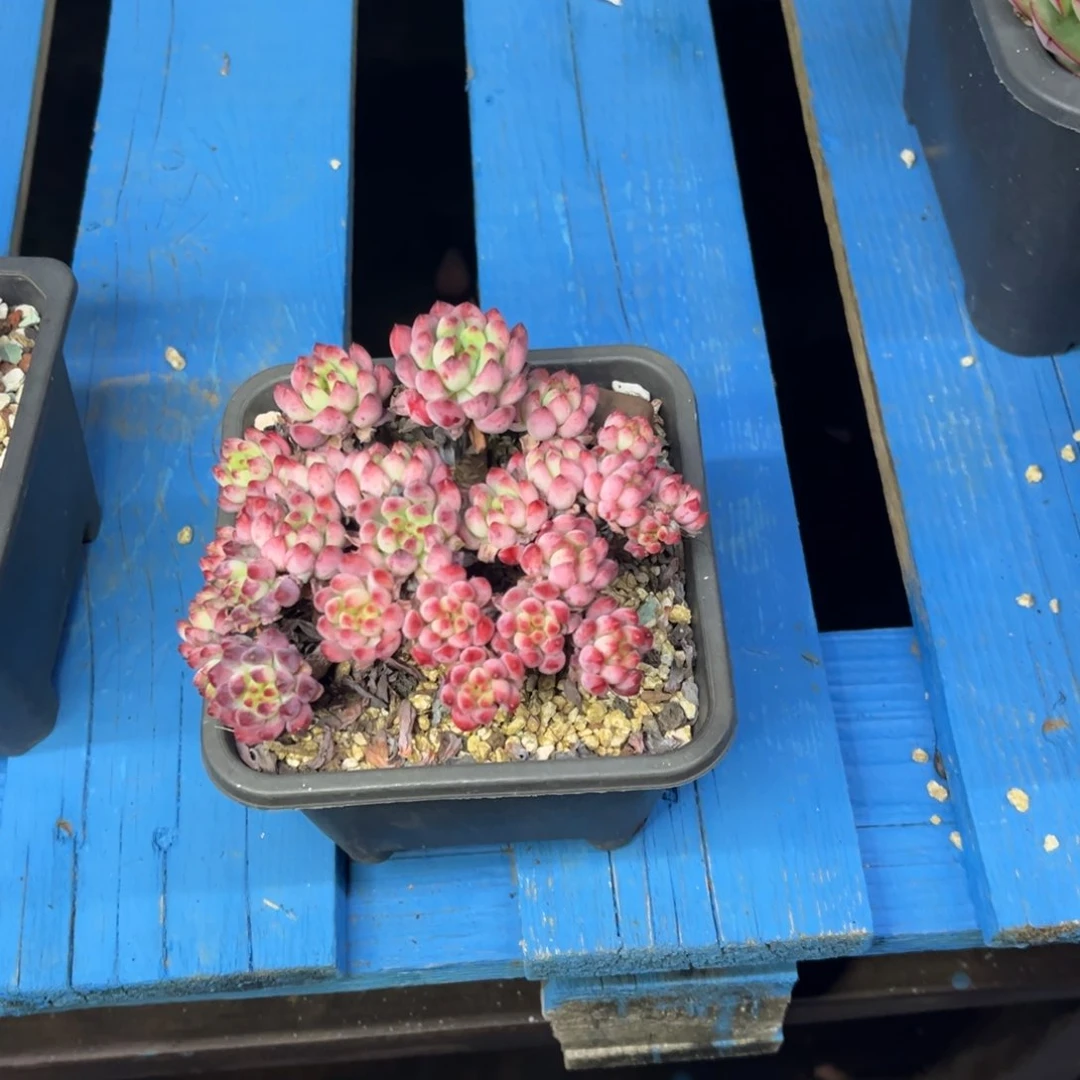 小雨多肉蓝苹果小新