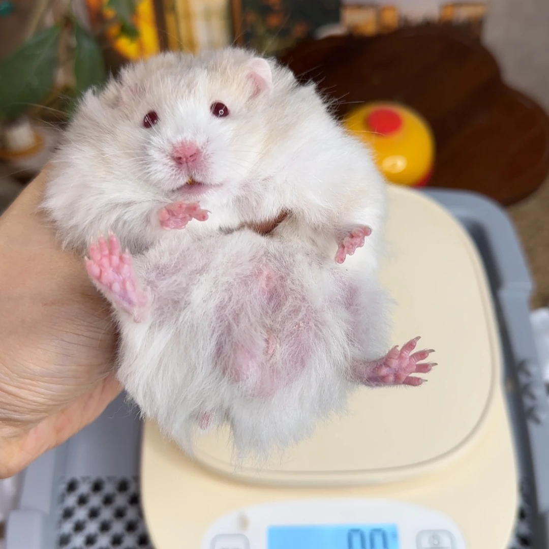 银灰金弟弟8.08生日