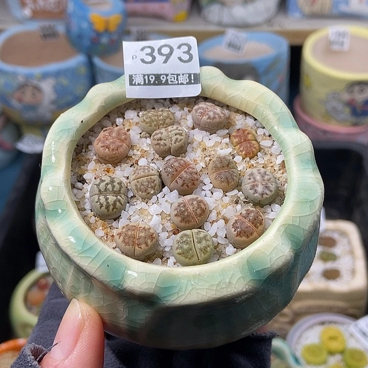 大舅生石生石393