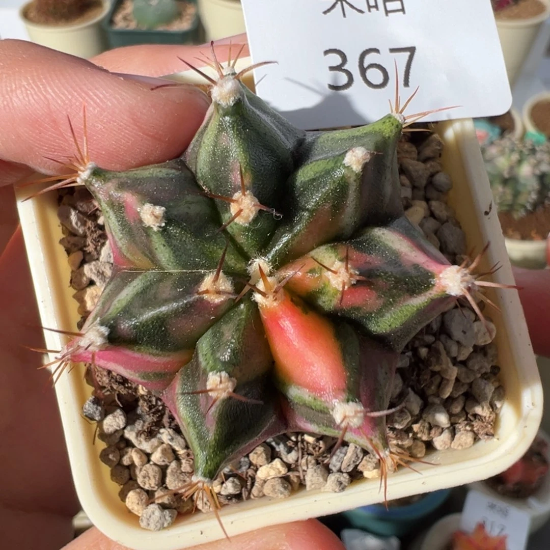 367 好看的米哈冲冲冲