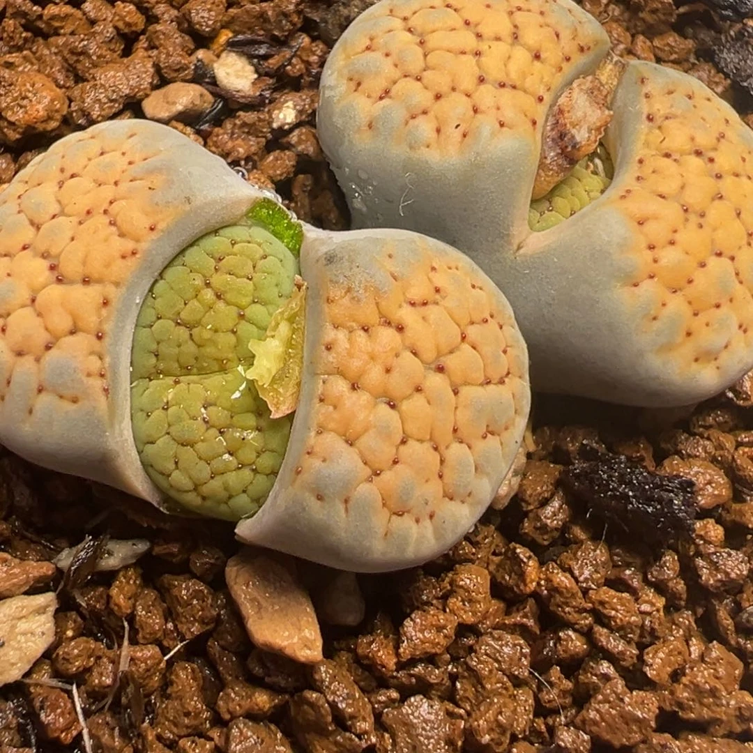 德州玫瑰母本血点多肉