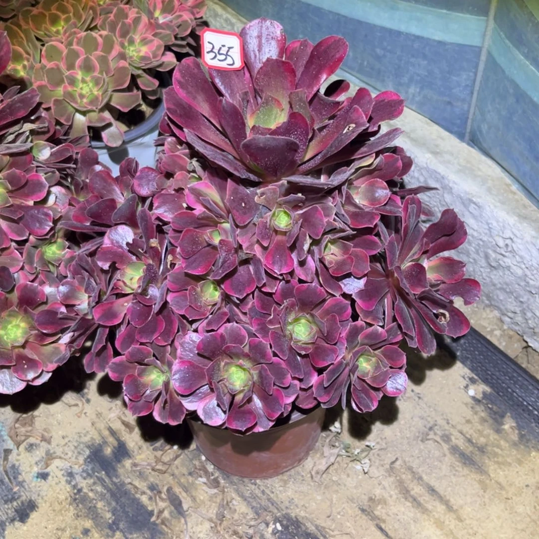 355多肉植物凤冠法师
