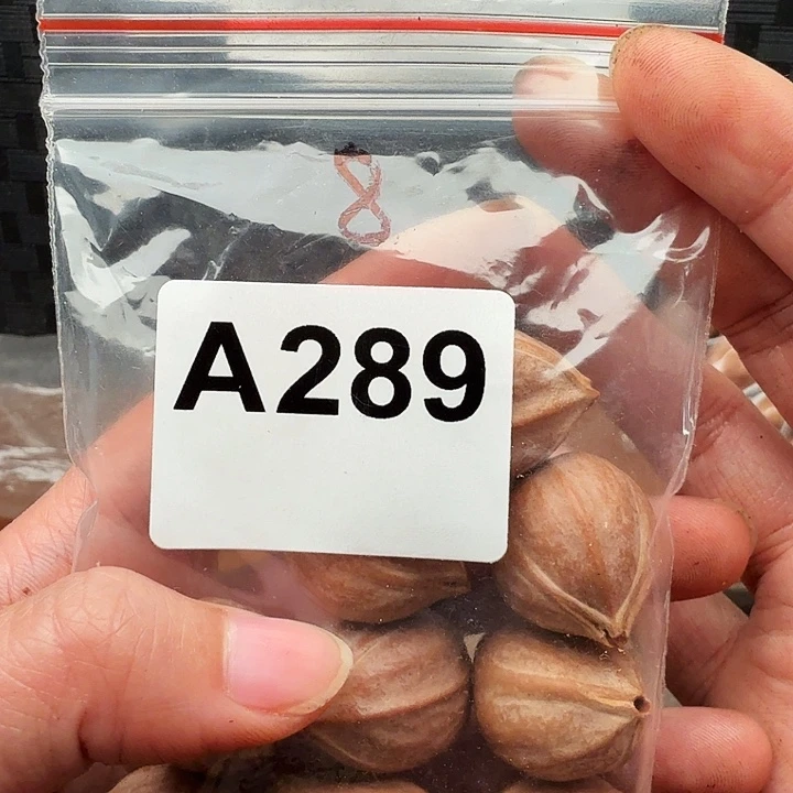 D***缨手串/手链橄榄核橄榄