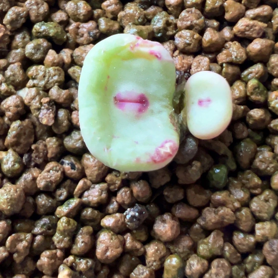 489号se福利漏。