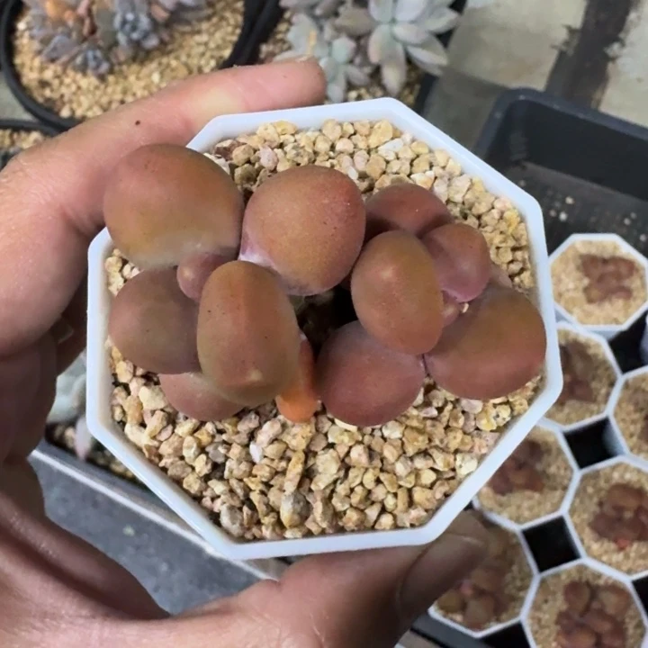 芒果奶 双头 一物一拍