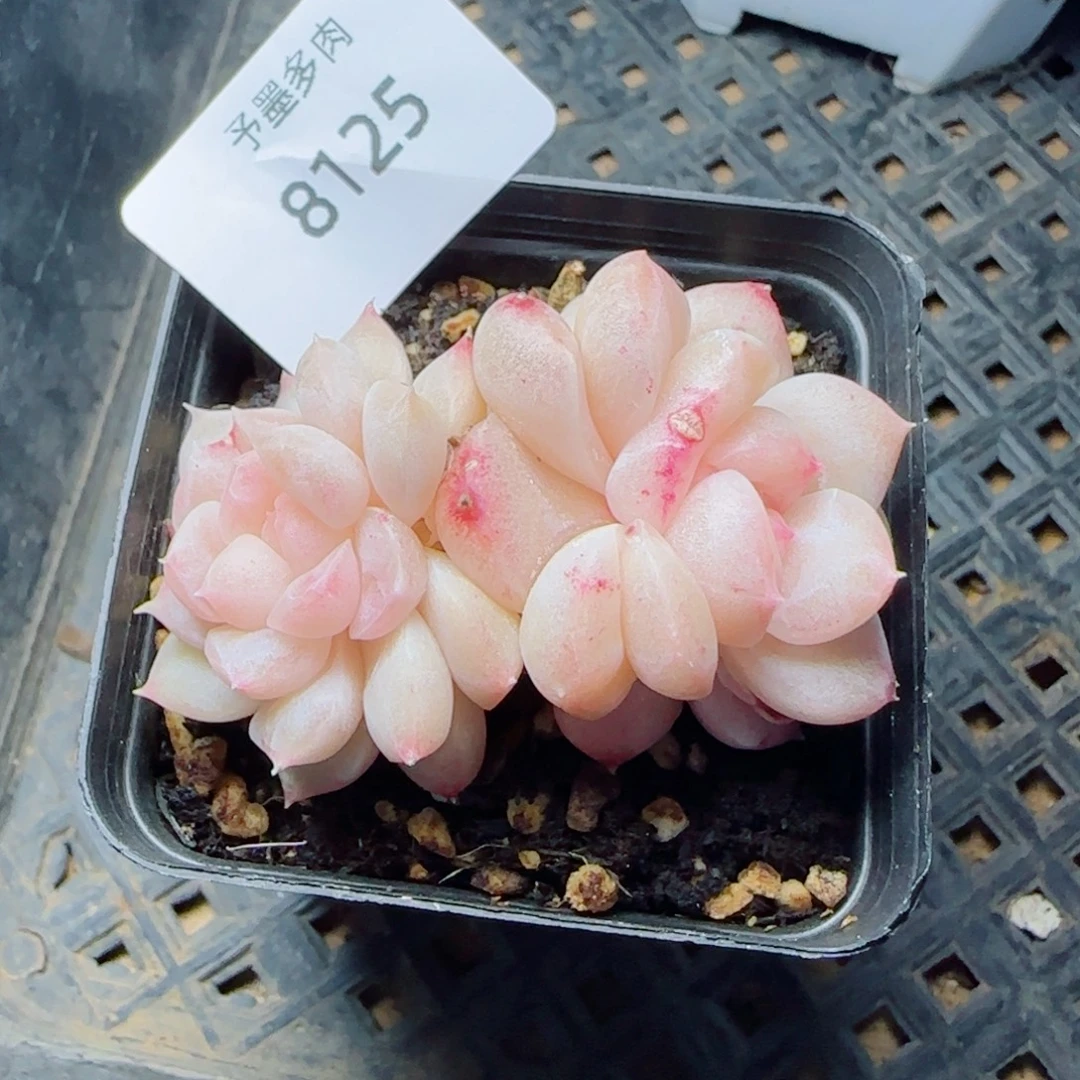 雪糕石化，8125多肉植物