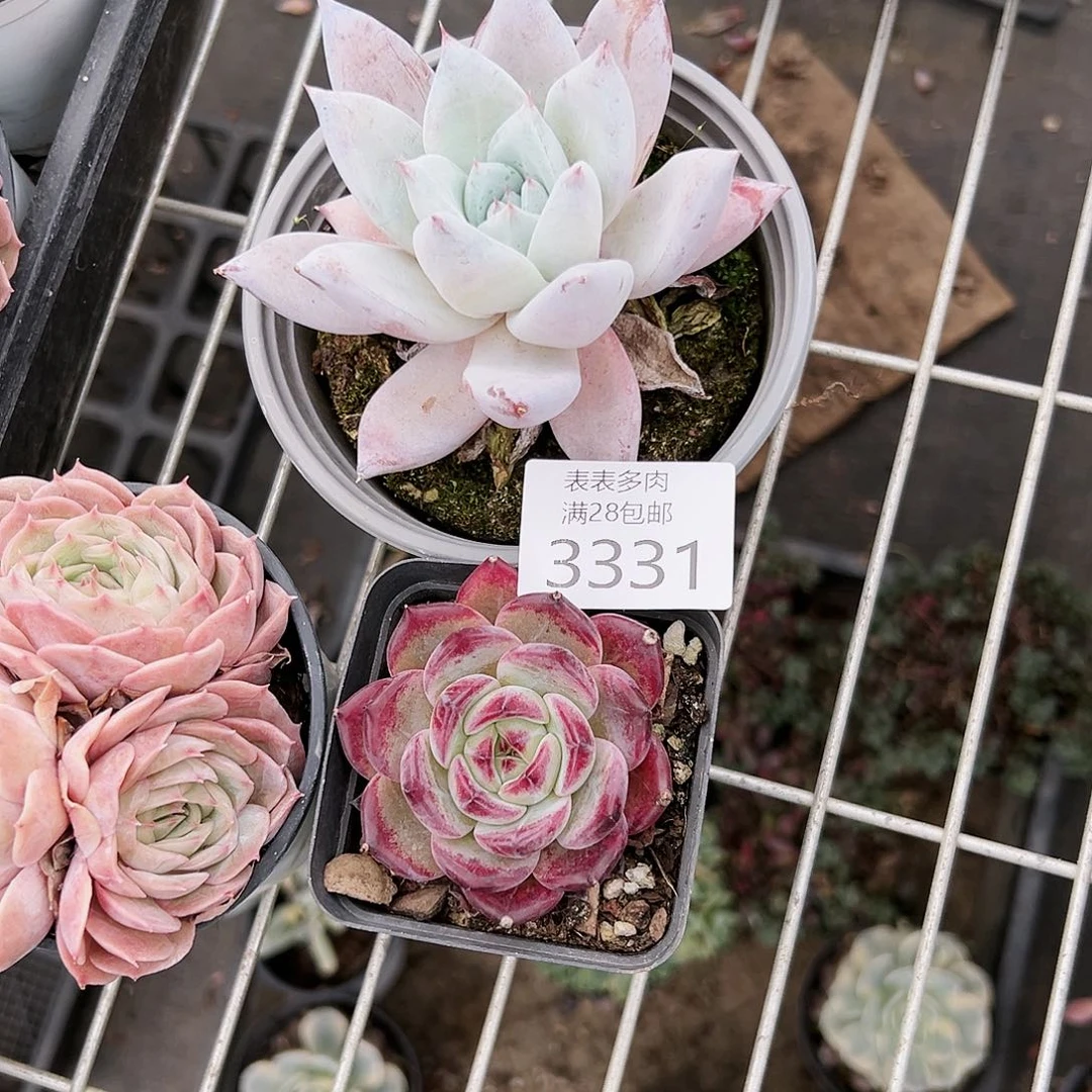 9号徐*菜我们的确是3331