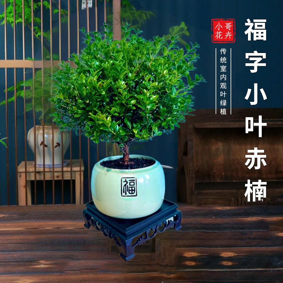 老桩小叶赤楠盆景室内绿植办公室桌面盆栽四季好养常绿可开花结果