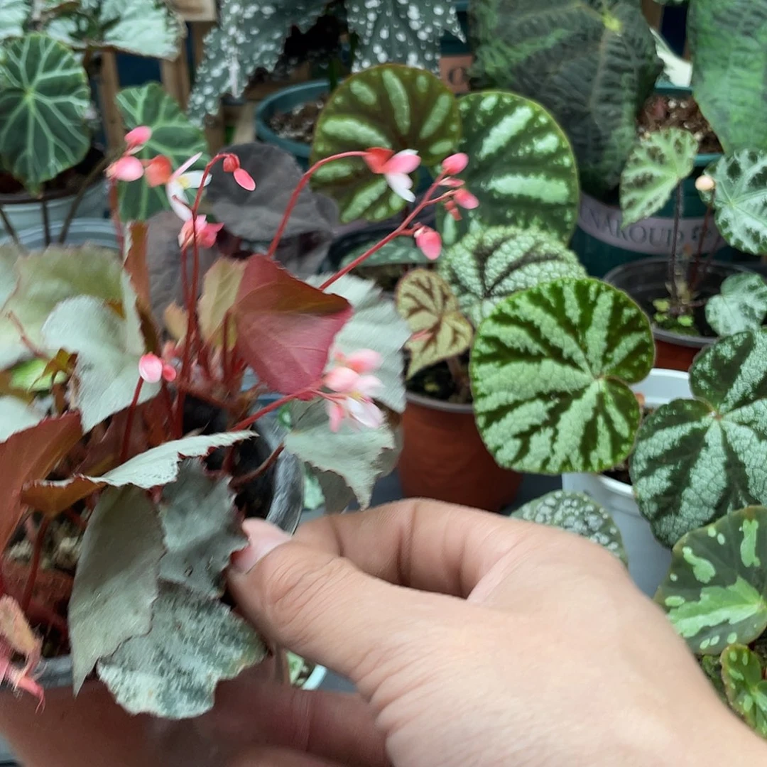 完全开放君悦秋海棠1