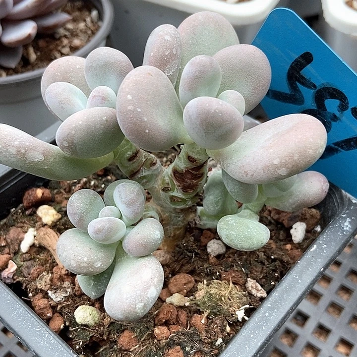 多肉植物大叶奶587多肉