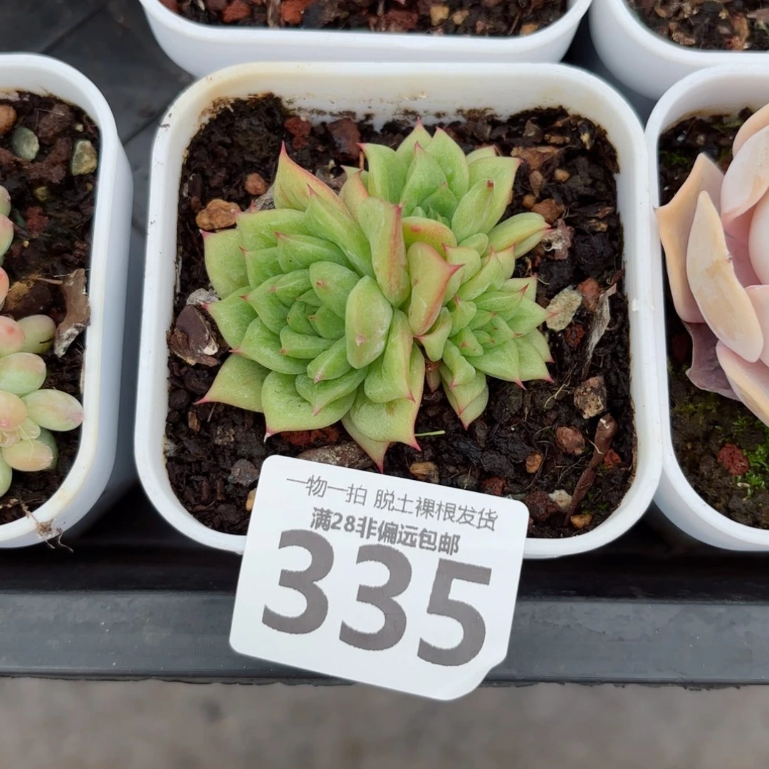 林肯玛利亚无盆土发货