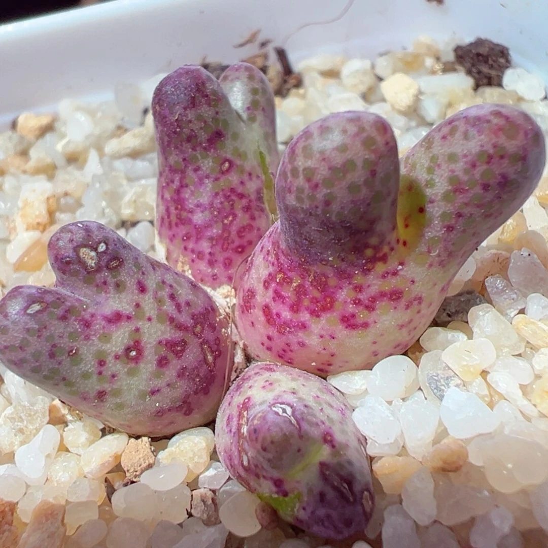 1221-177多肉多肉斑马955d