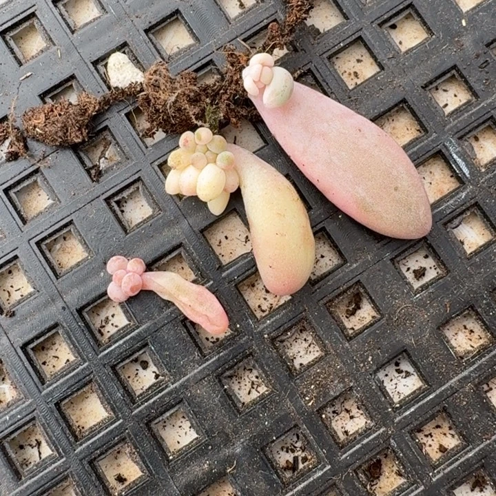 红手指锦一物一拍
