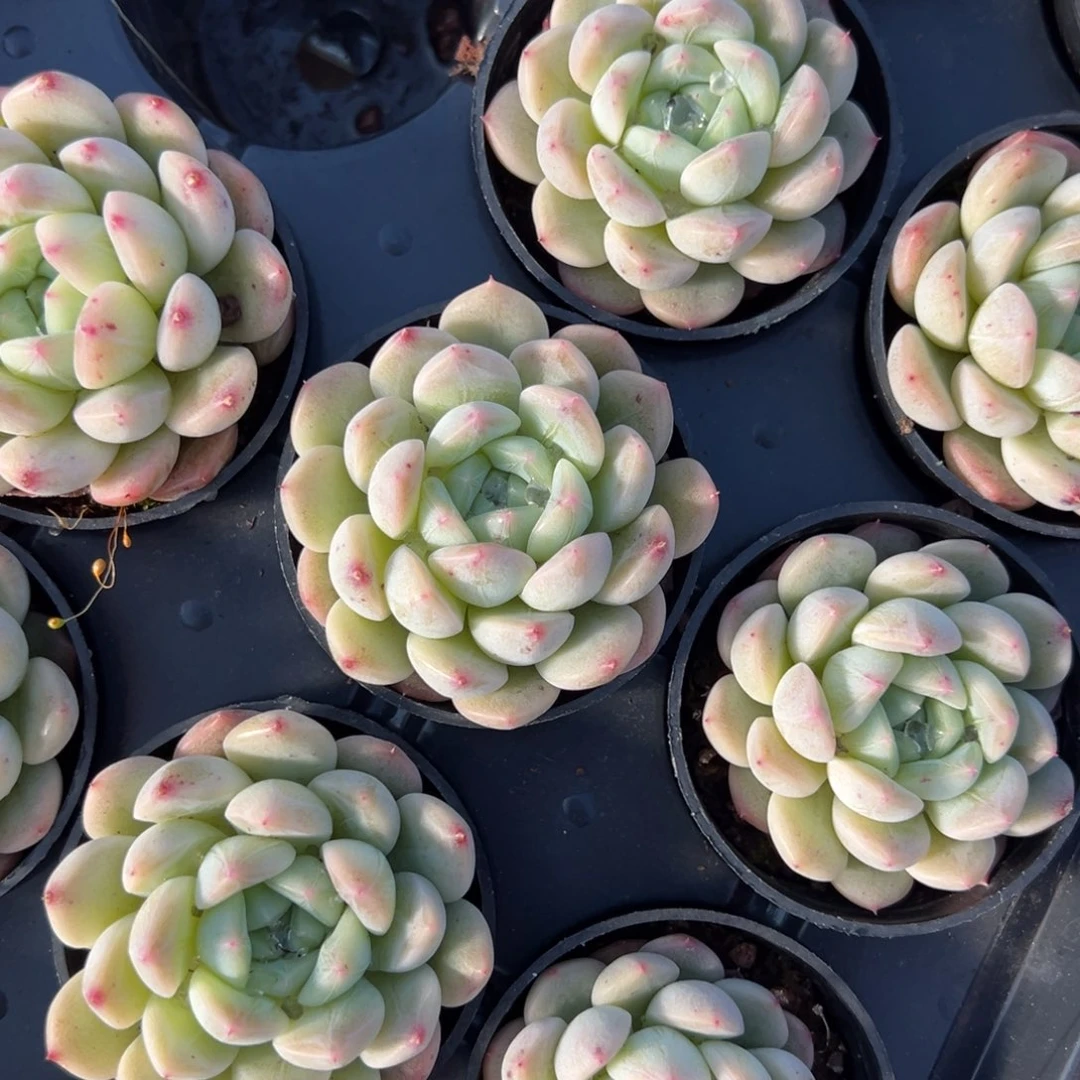 甜心一颗量拍多肉满20包邮下午发