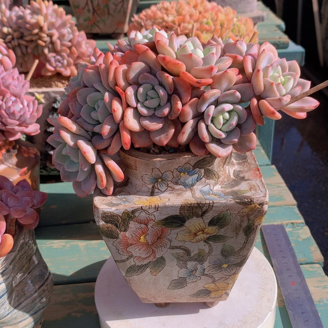 香雪海自然朵朵无砍群老桩