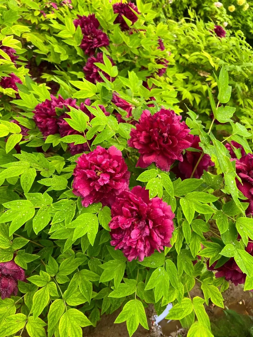 预售《气壮山河》菏泽基地直发紫色系牡丹苗（秋季发货）