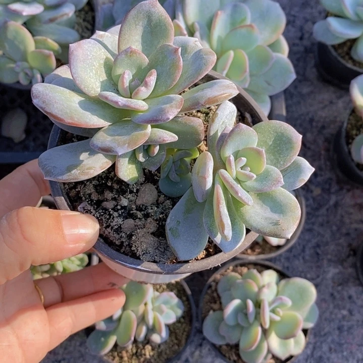 韩版奶茶群一颗5头带崽