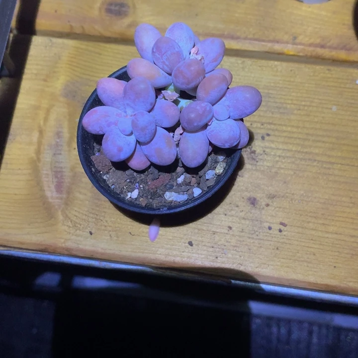 木*小精控橙雪球一物一拍