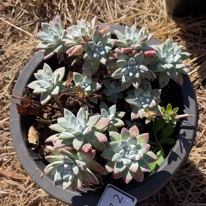 瑕疵特价不售后10472