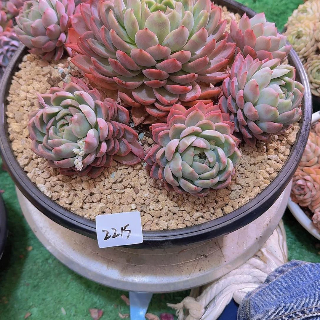 蛋*2215杂交多肉植物