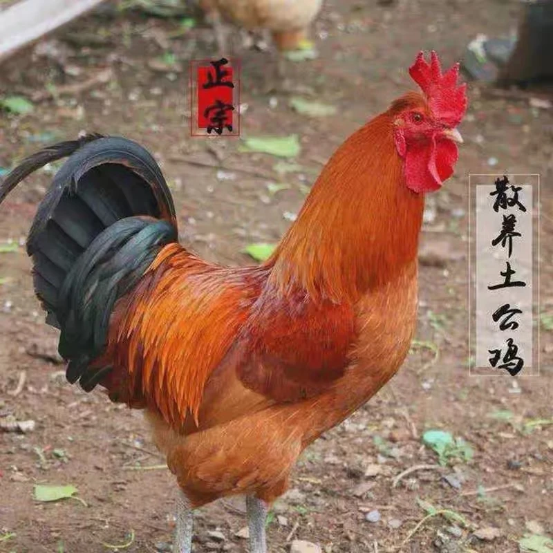 农家散养土公鸡，玉米米糠喂养 天数长达三百天以上