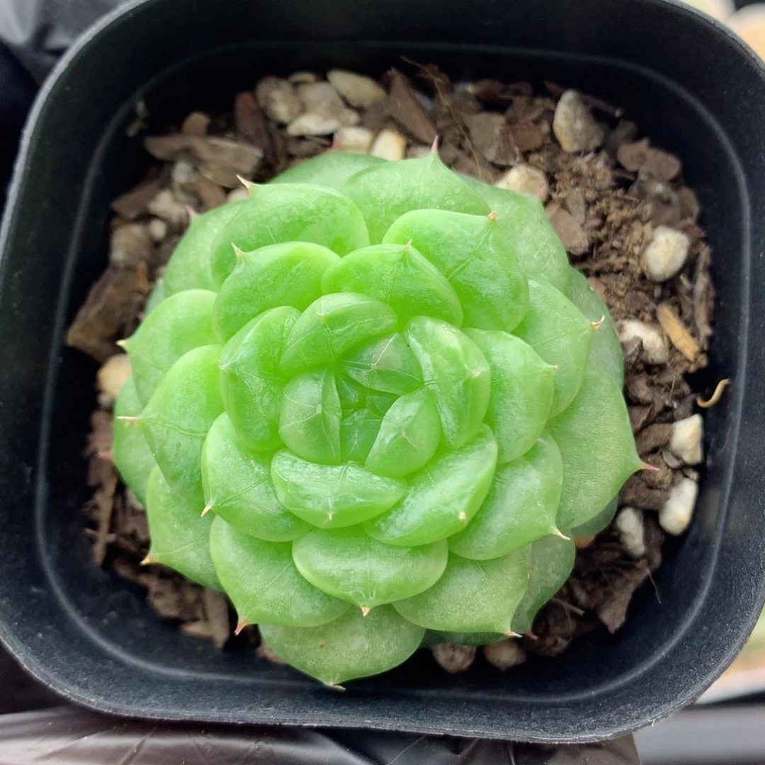 58包邮  群生不包整71