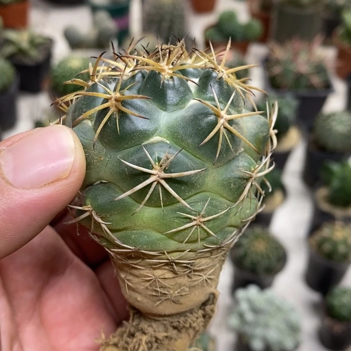实生天丝象牙特价2