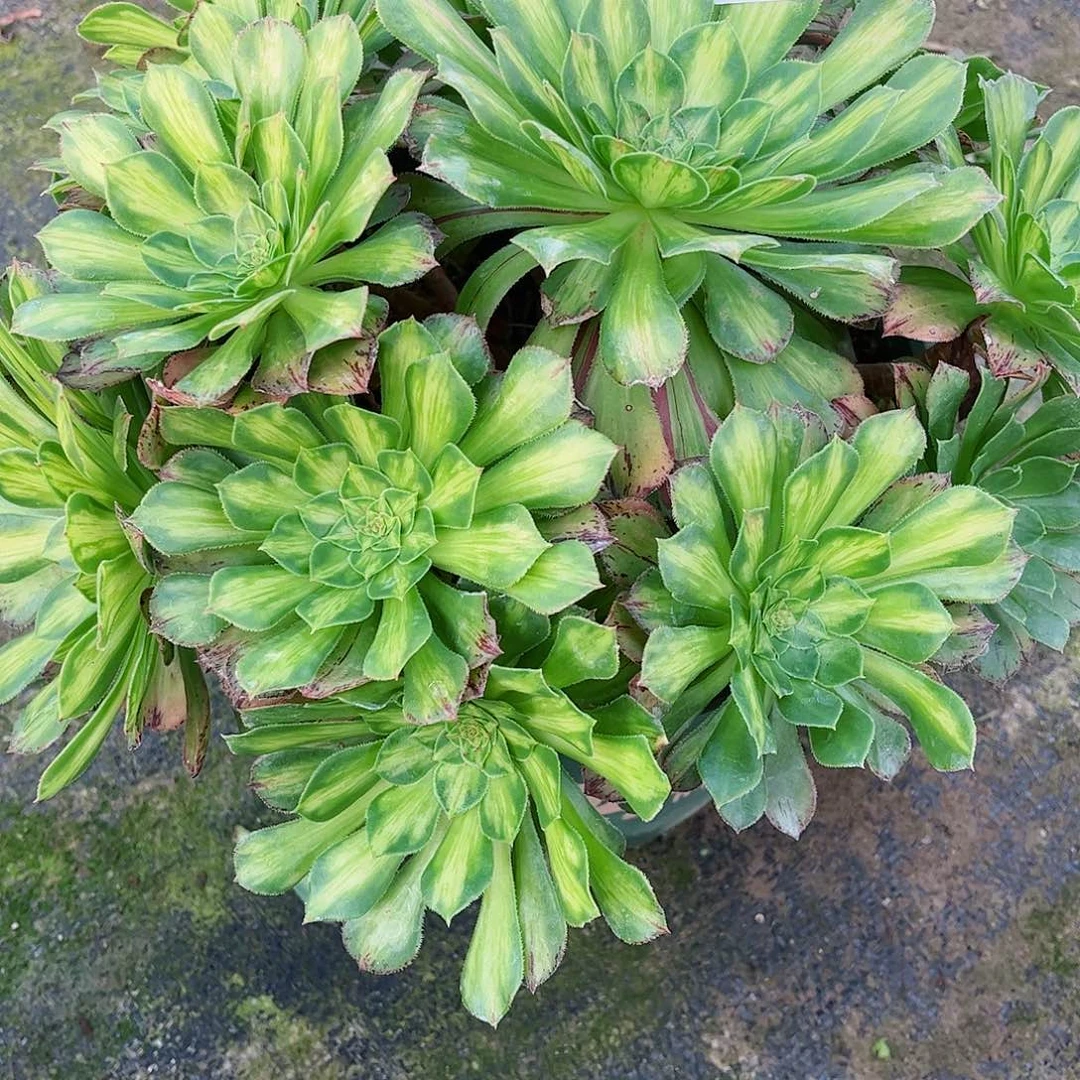 无花朵多肉植物078