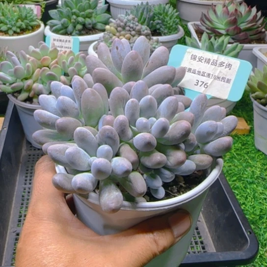 锦安精品多肉植物376