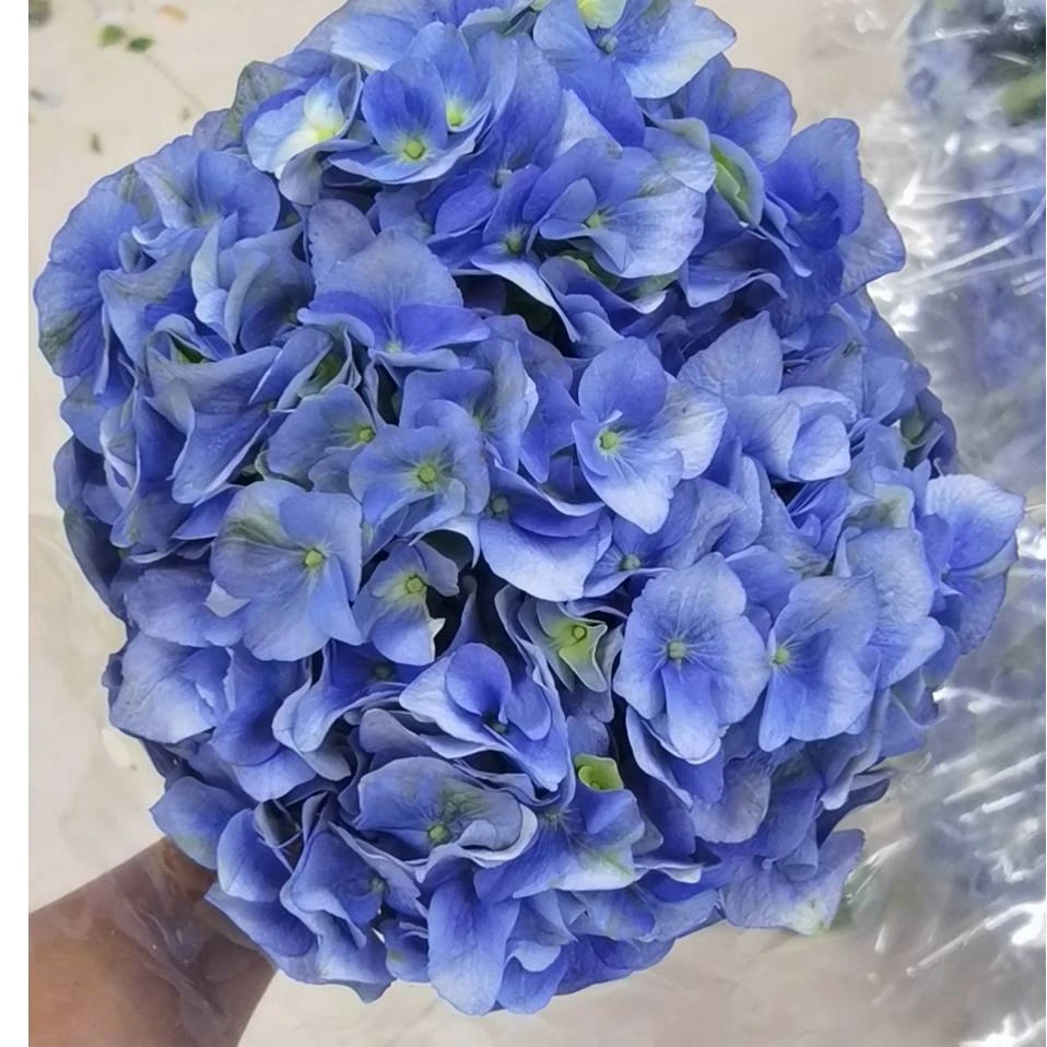 春日精选绣球大海蓝圆润饱满花束水养鲜切花云南顺丰包邮新鲜发货