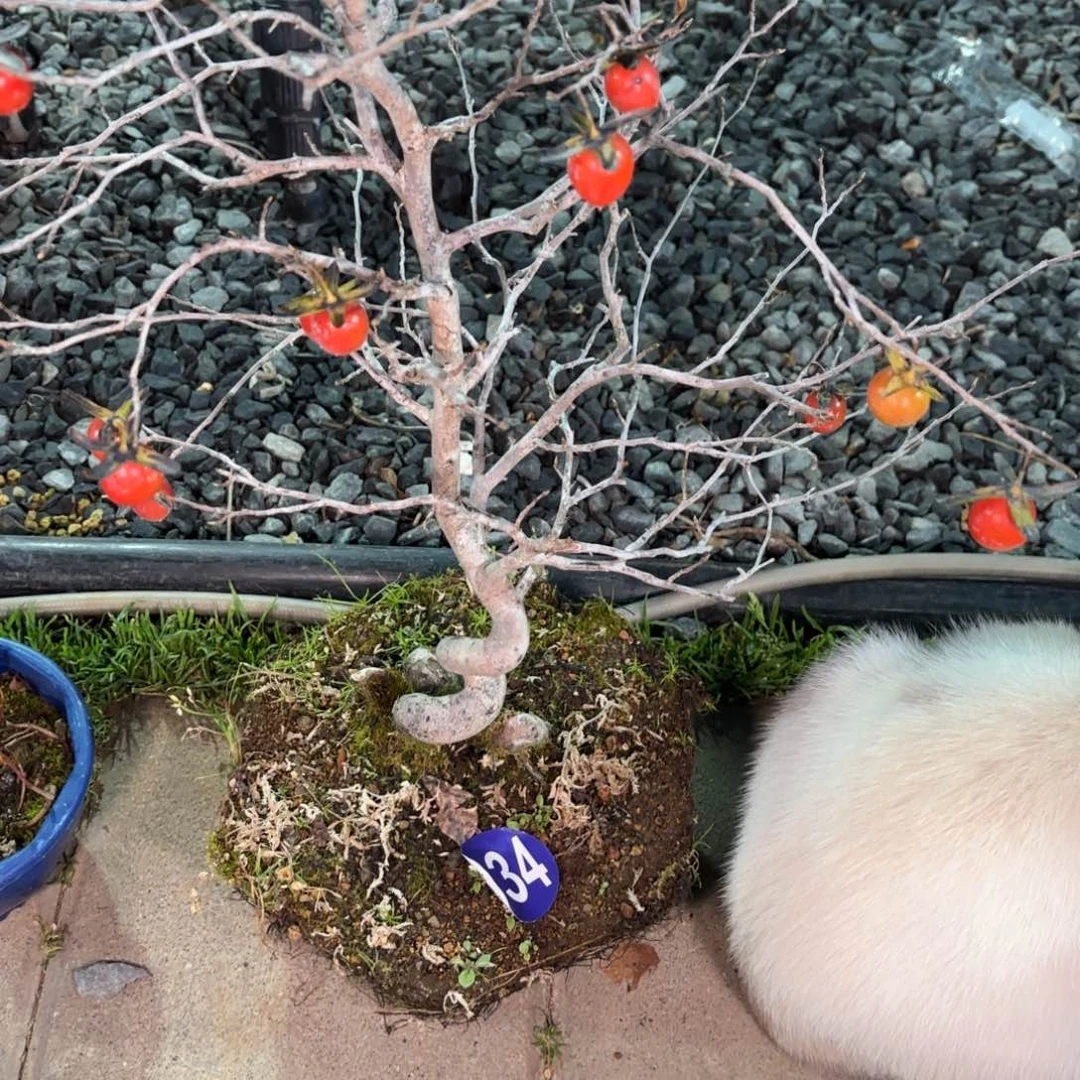 雷***子全场盆景334号老鸭